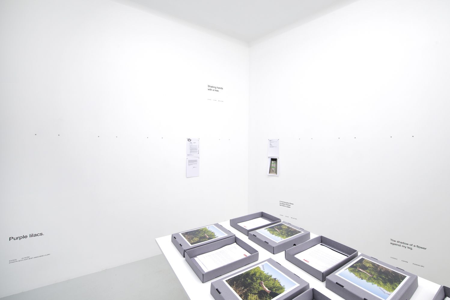 David Horvitz, Avenues All Lined With Trees at Jean-Kenta Gauthier | Vaugirard, photo 6