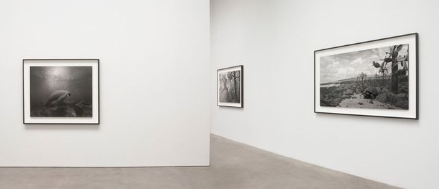 Hiroshi Sugimoto, Still Life at Pace Gallery, photo 3
