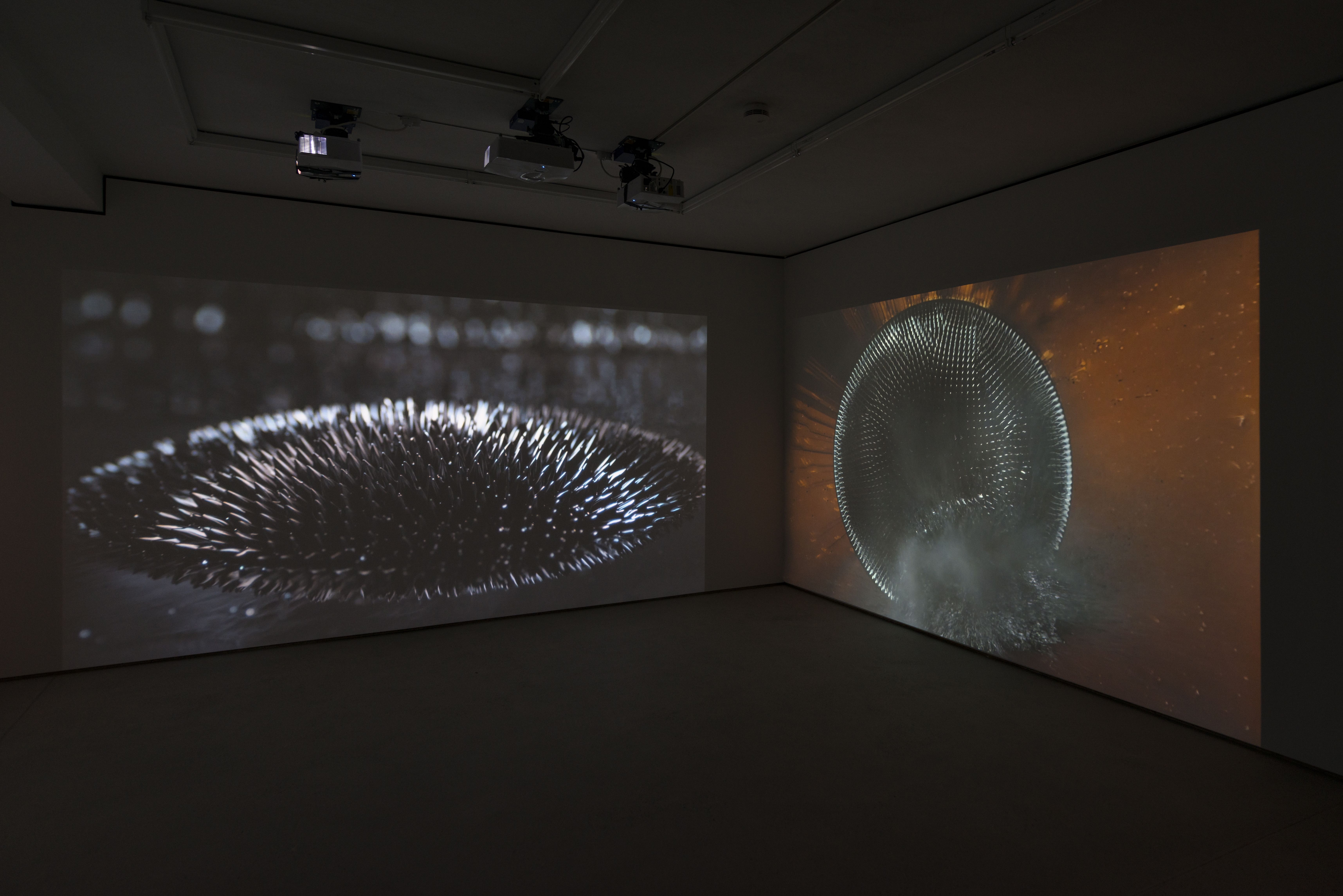 Hicham Berrada, Les Fleurs at WNTRP, photo 4