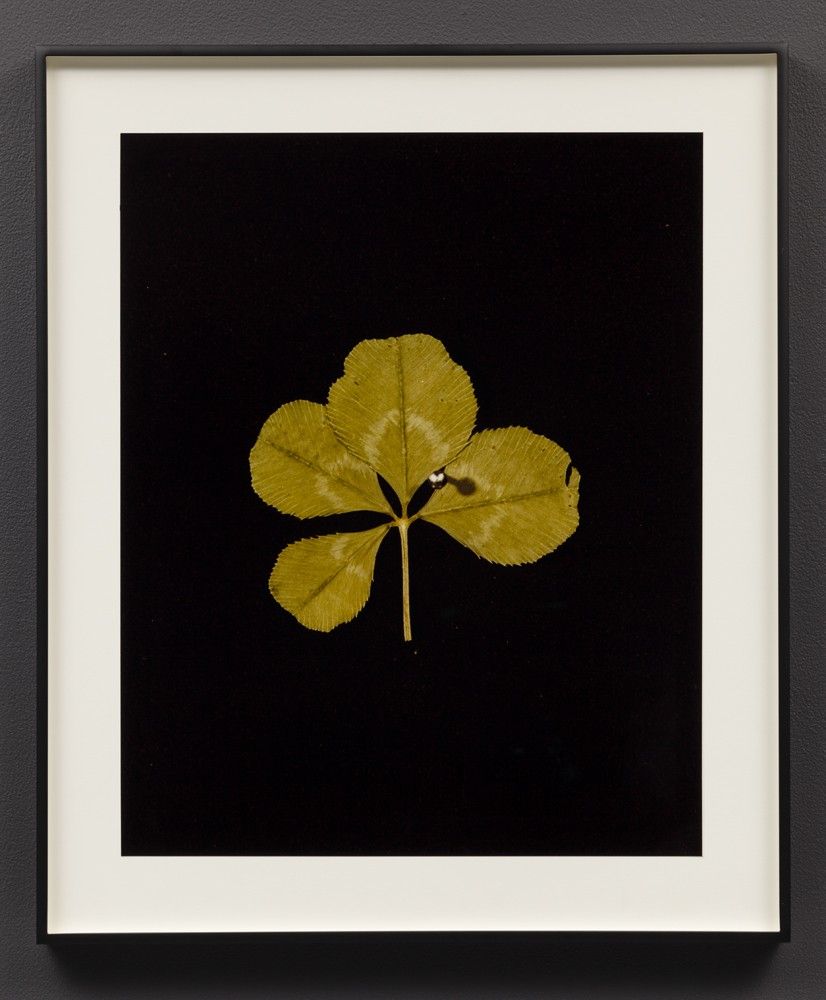 Hollis Frampton, Hollis Frampton at Room East, photo 3
