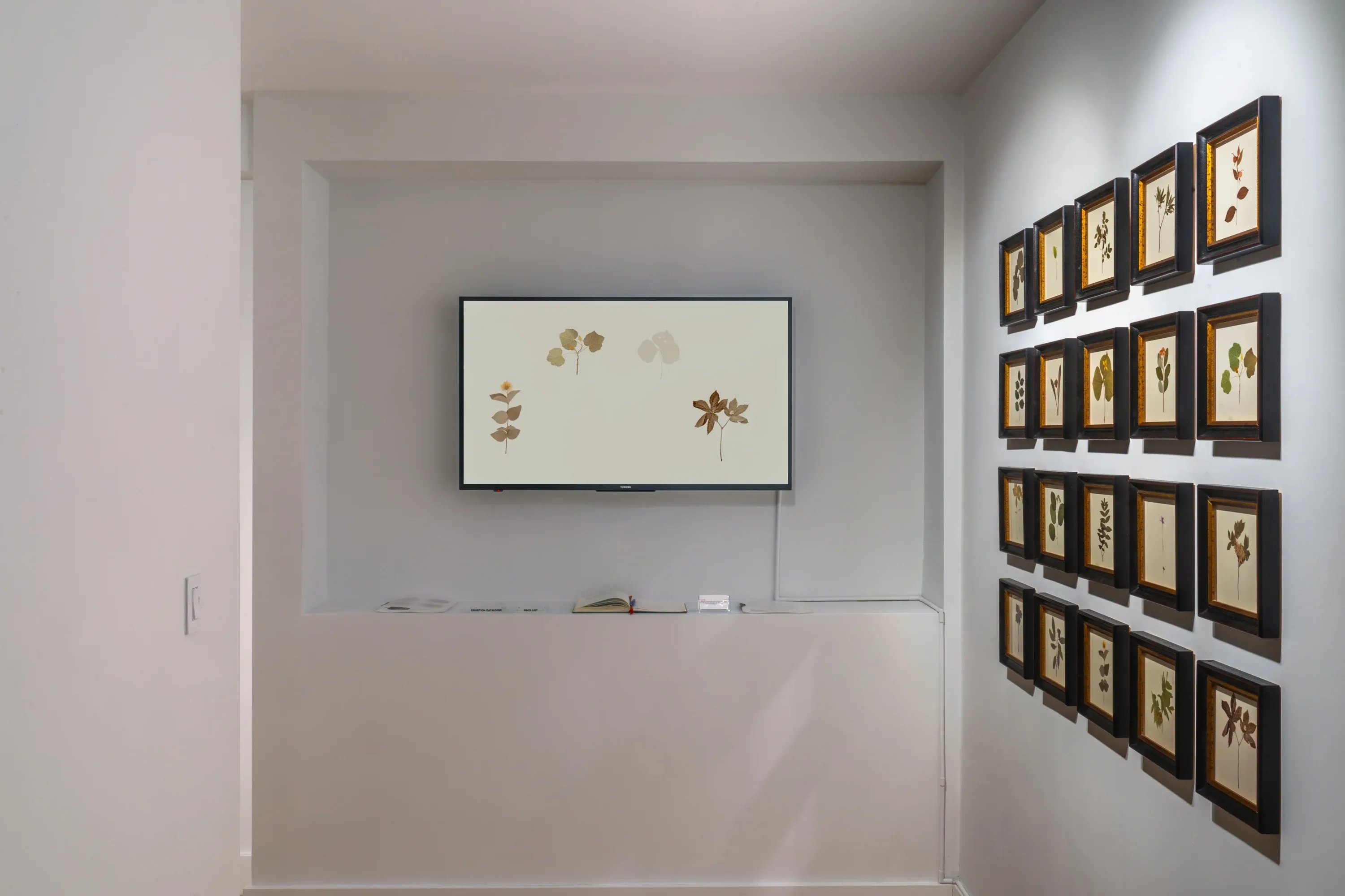 Debora Hirsch, Herbaria at Hutchinson Modern & Contemporary, photo 7