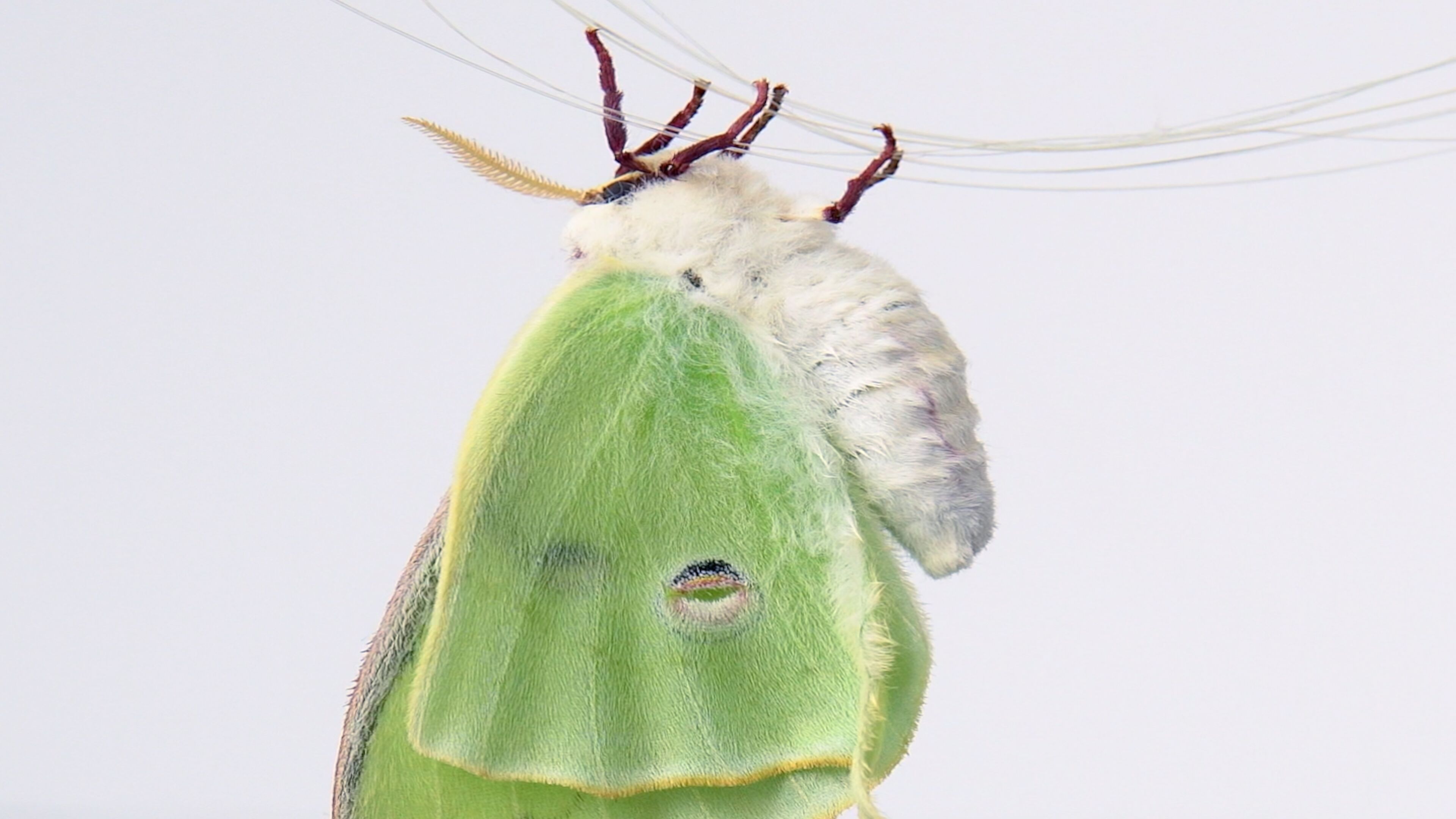 Virginia Lee Montgomery, Pony Cocoon at False Flag, photo 10