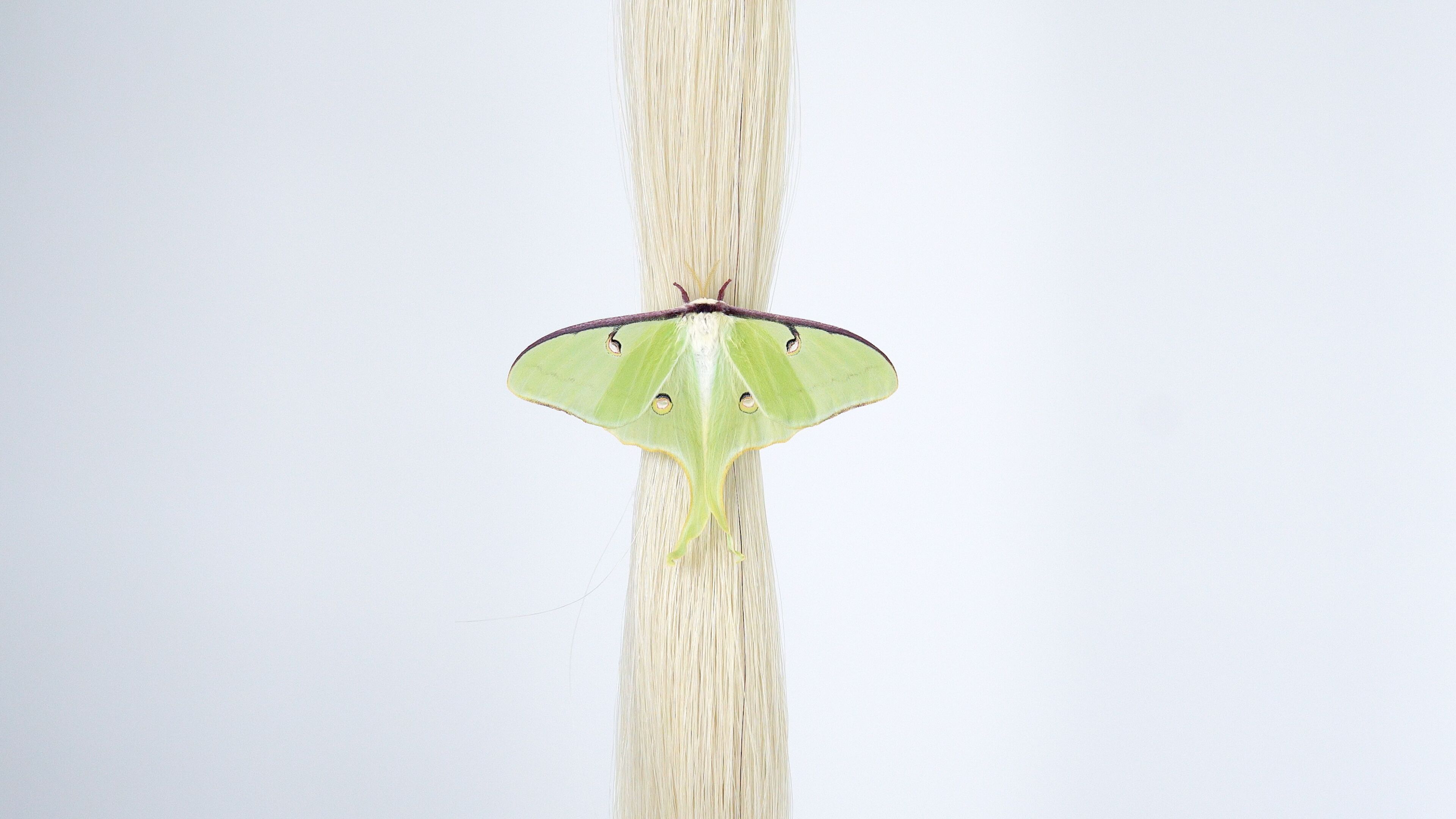 Virginia Lee Montgomery, Pony Cocoon at False Flag, photo 5