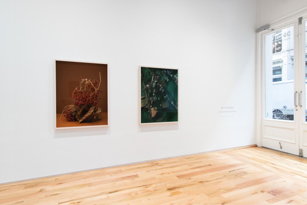 Ann Shelton, I Am an Old Phenomenon at Denny Dimin, photo 3