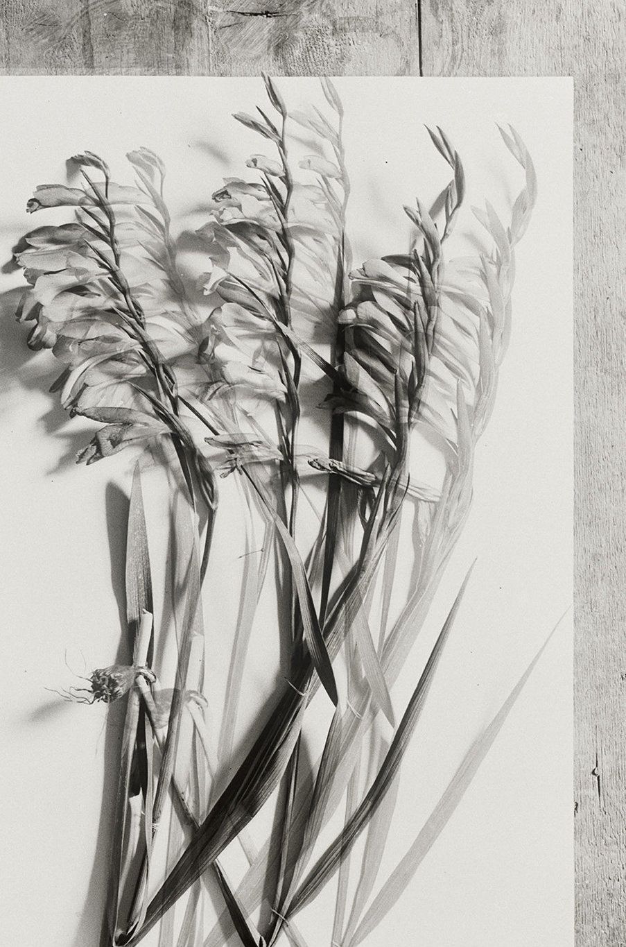 Lisa Oppenheim, The American Colony at The Approach, photo 2