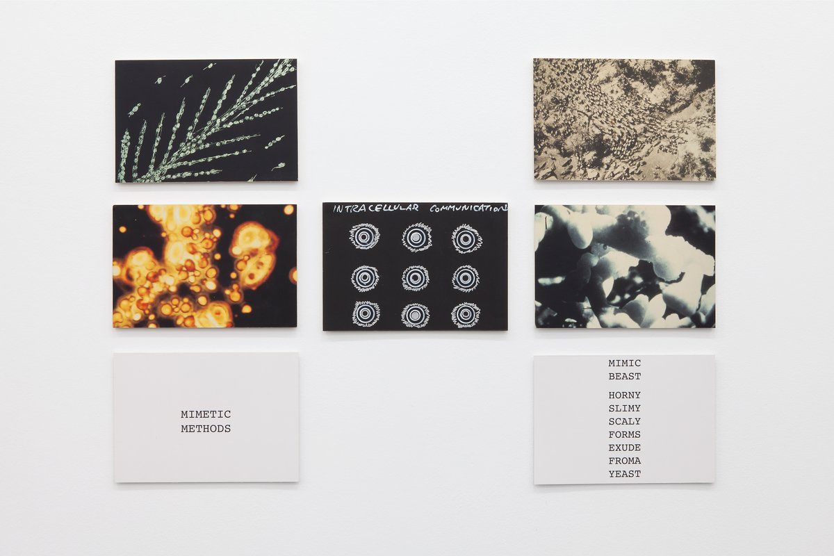 Peter Fend, Birds Reign at Barbara Weiss, photo 6