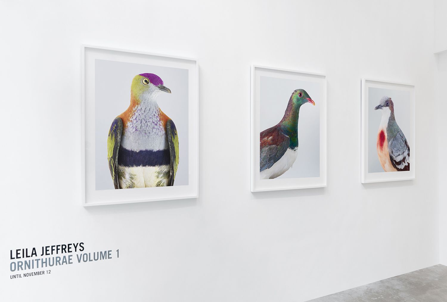 Leila Jeffreys, Ornithurae Volume 1 at Olsen Gruin, photo 2