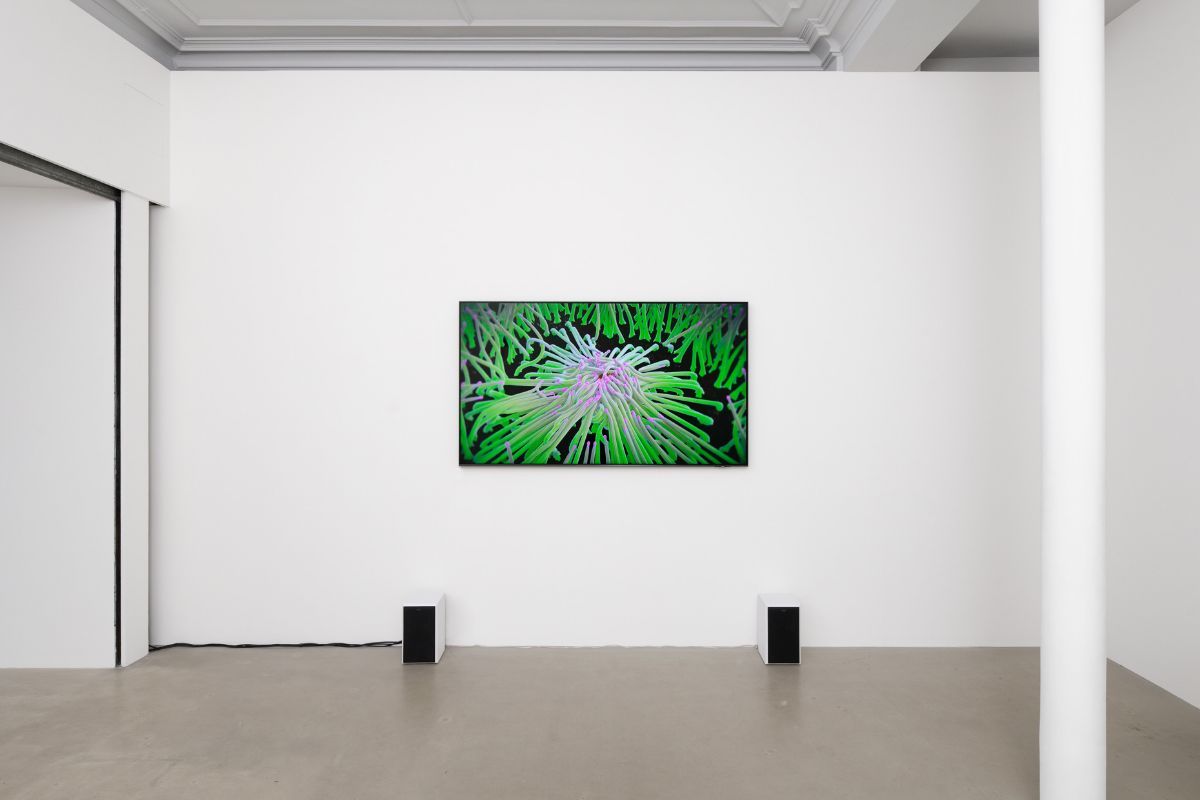 Zoe Williams, Tendresse Tendril at Ciaccia Levi, photo 2
