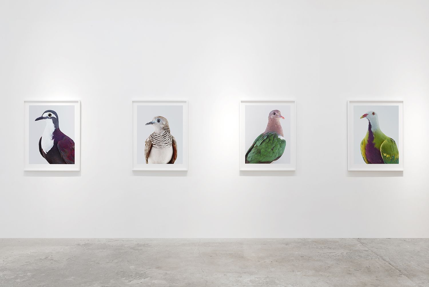 Leila Jeffreys, Ornithurae Volume 1 at Olsen Gruin, photo 3