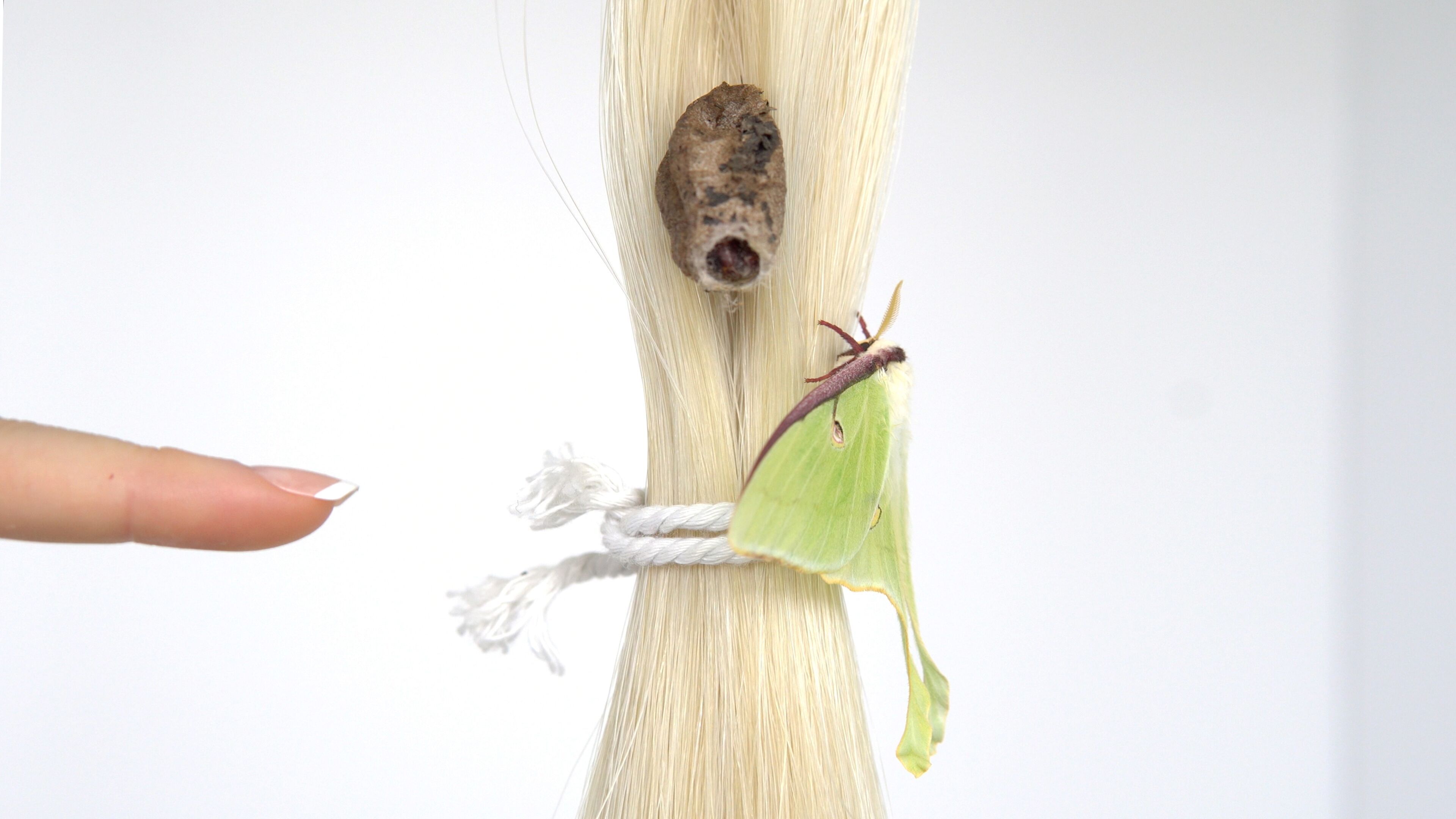 Virginia Lee Montgomery, Pony Cocoon at False Flag, photo 9