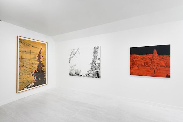 Nicole Irene Anderson, A Tangled Coexistence at Johansson Projects, photo 4