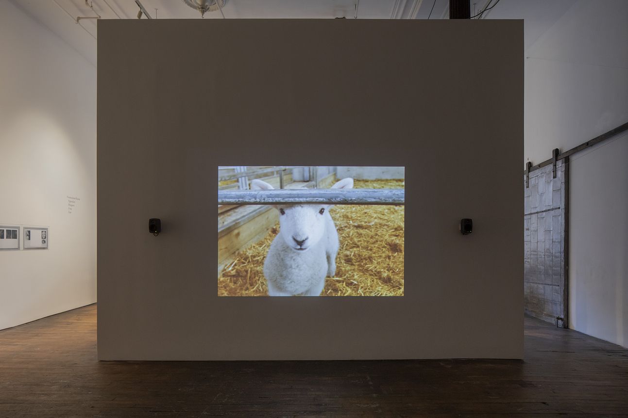 Rosalind Nashashibi & Lucy Skaer, image 6 of 10