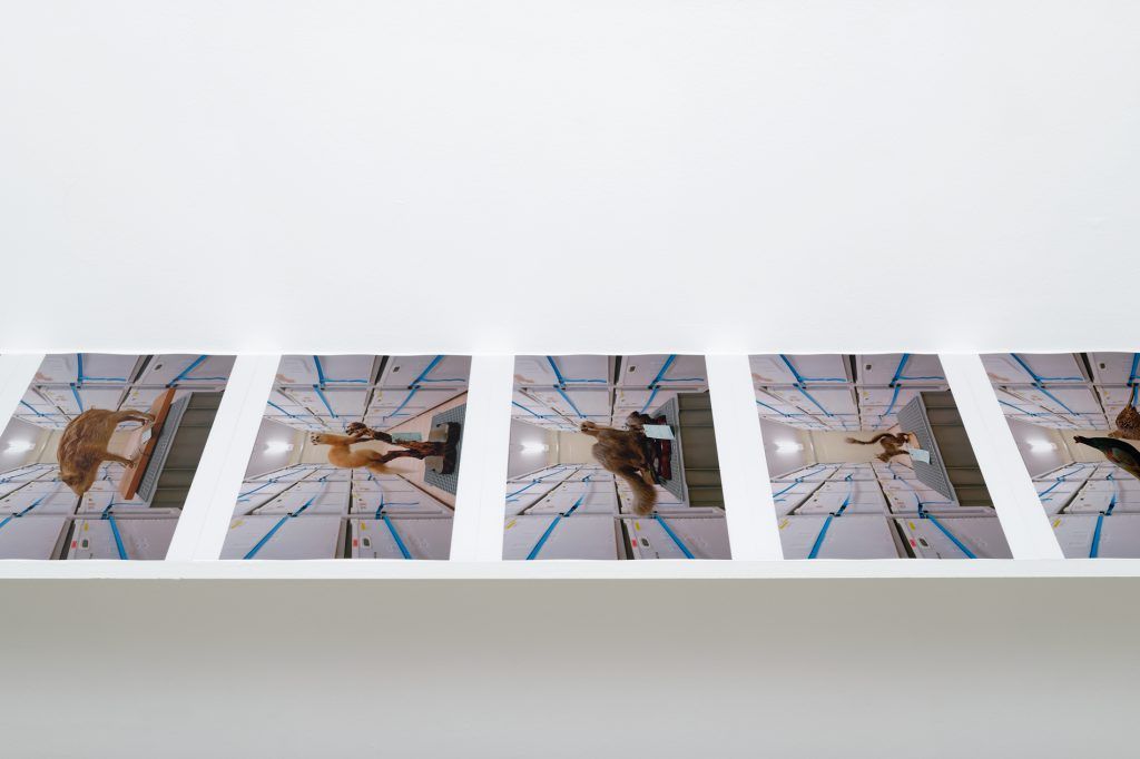 Hikaru Fujii, Les nucléaires et les choses at Kadist, photo 5