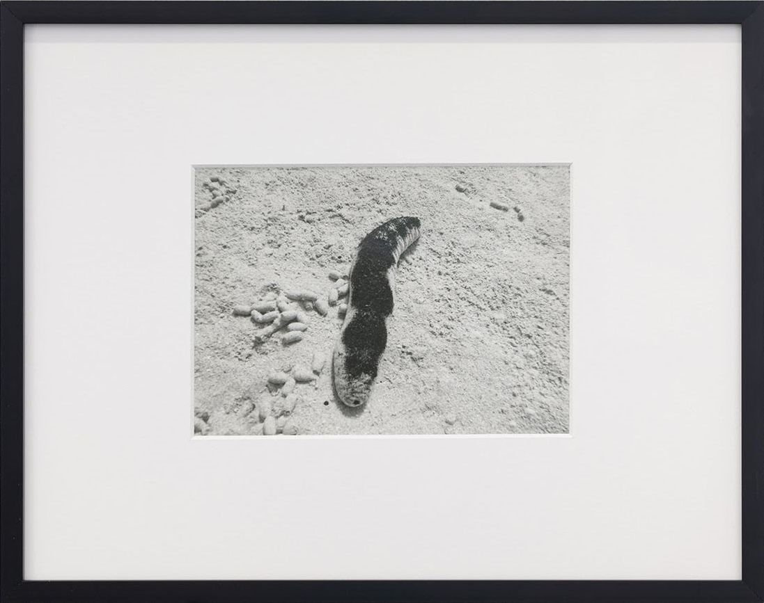 Assaf Evron, If a Butterfly Ever Saw an Owl at Osmos, photo 2