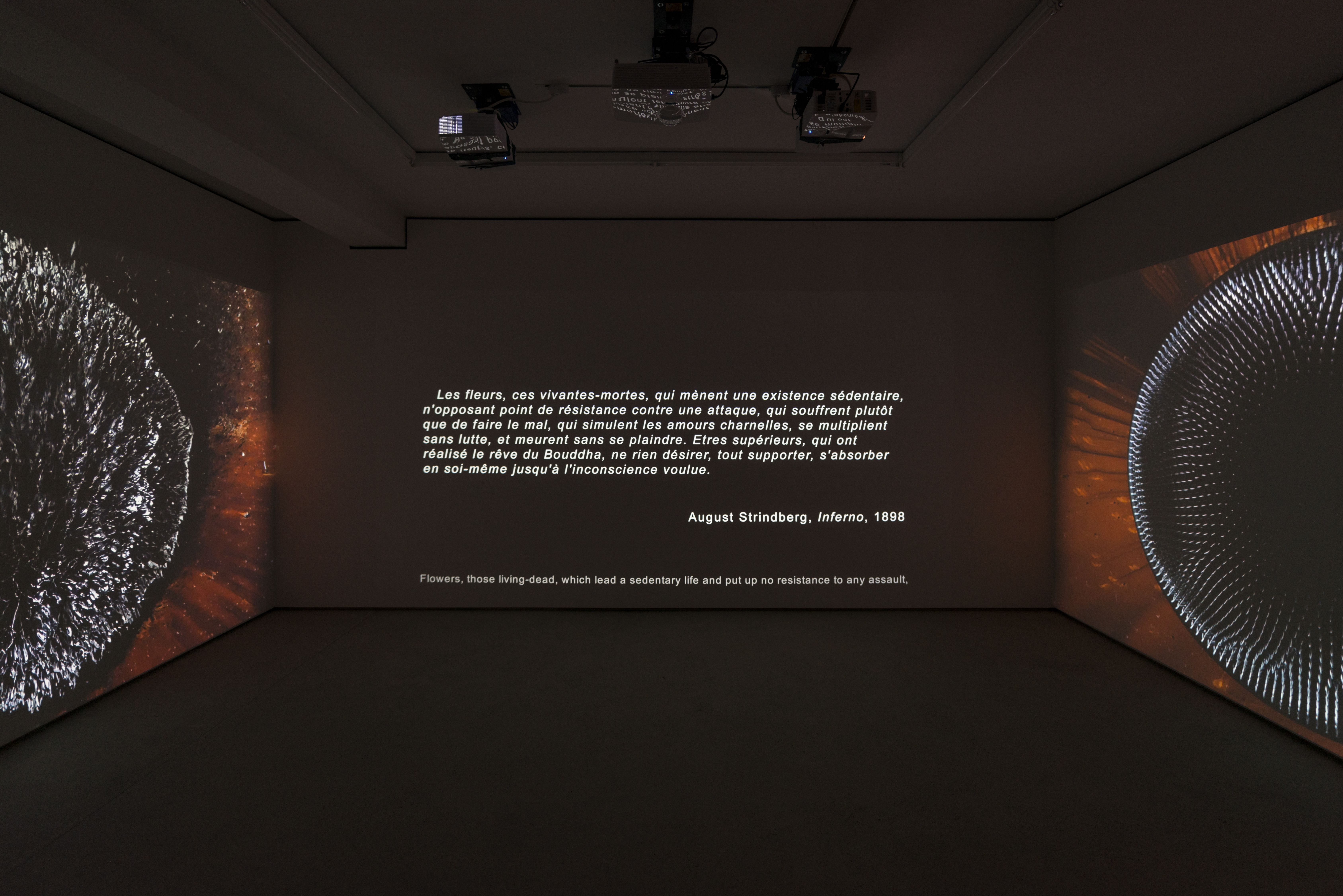 Hicham Berrada, Les Fleurs at WNTRP, photo 3