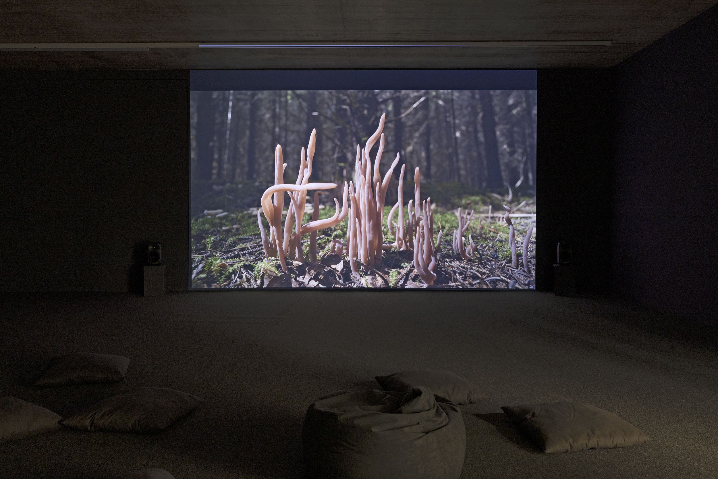 Whispers From Tides and Forests, Whispers From Tides and Forests at Kunsthaus Baselland, photo 5