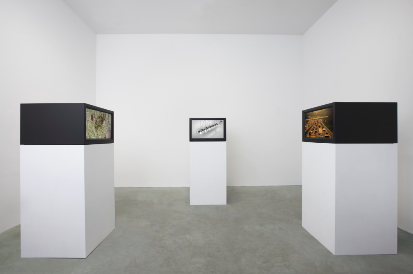 Adriana Lara, Adriana Lara at Algus Greenspon, photo 5