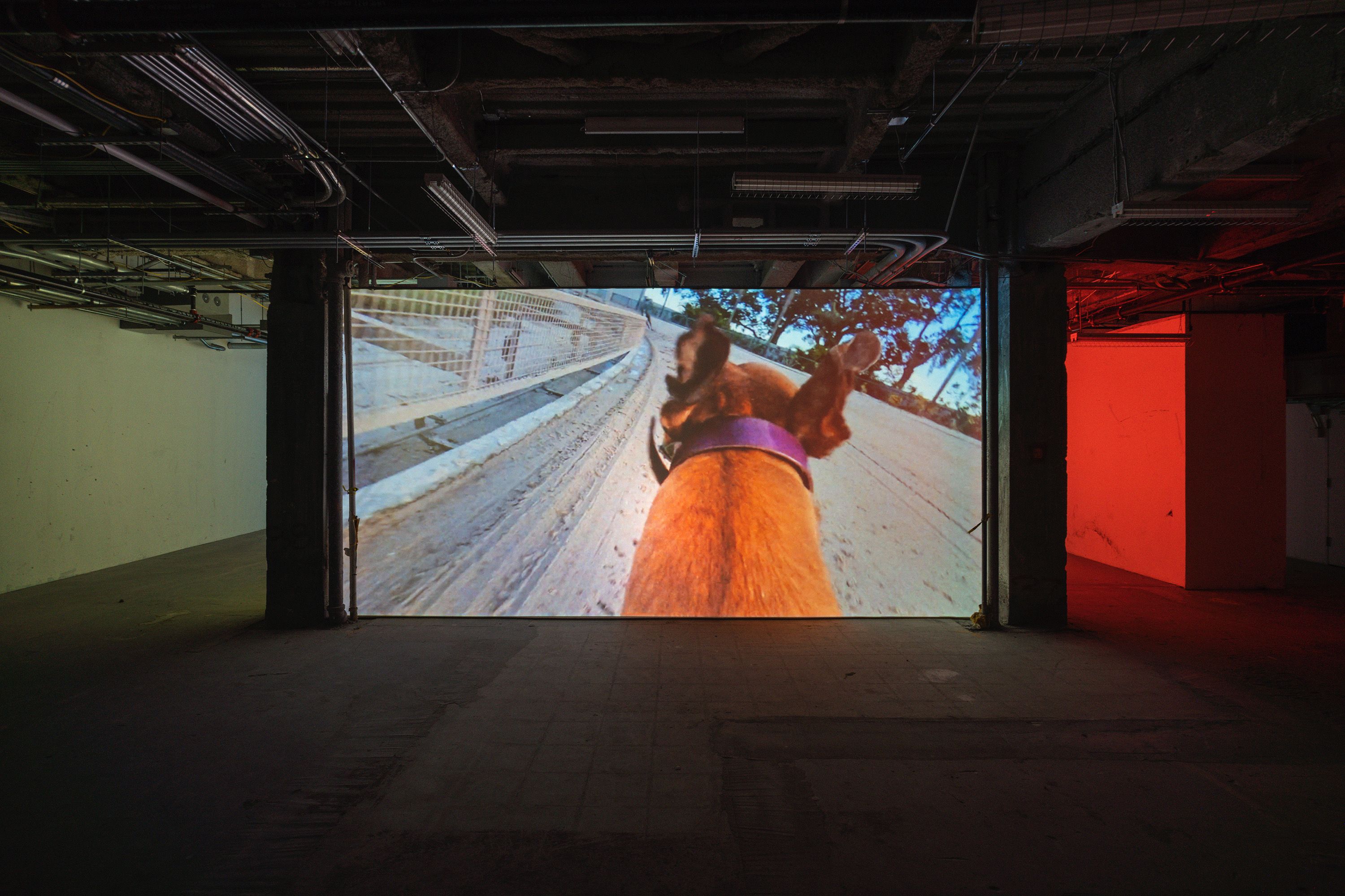 Tommy Malekoff, Forever and Forever at New Canons, photo 2