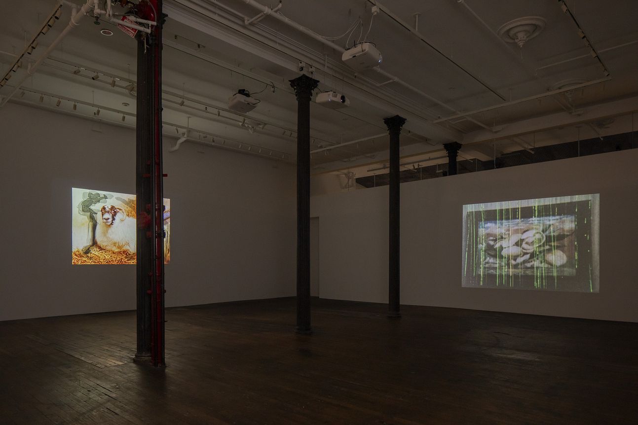 Rosalind Nashashibi & Lucy Skaer, image 2 of 10