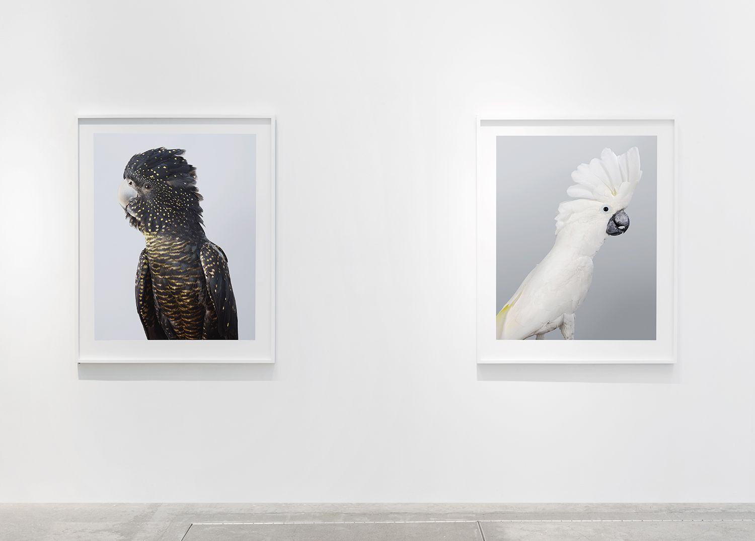 Leila Jeffreys, Ornithurae Volume 1 at Olsen Gruin, photo 4