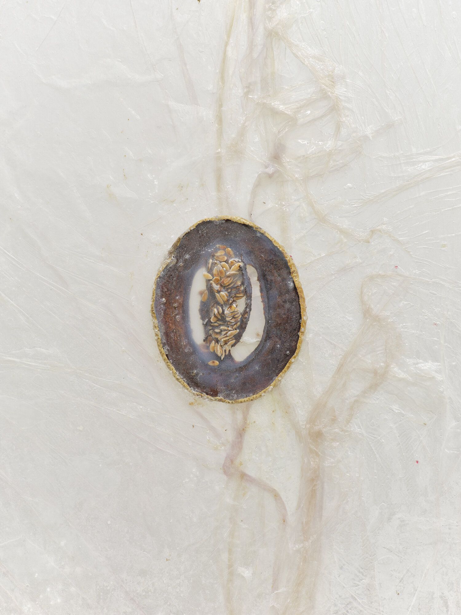 Karinne Smith, Melon Skin at M 2 3, photo 17