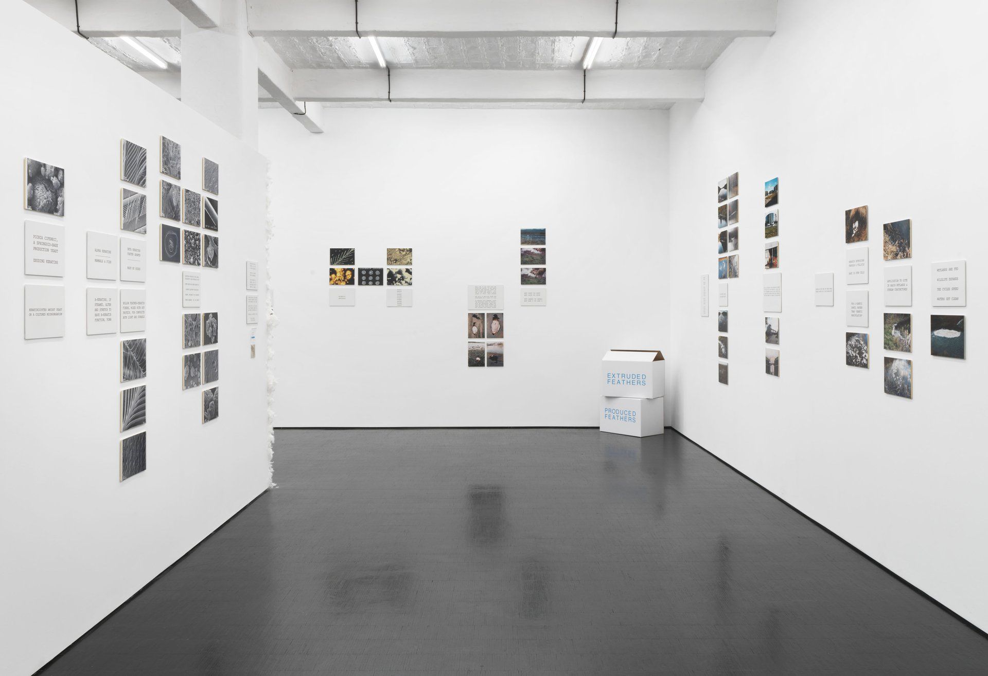 Peter Fend, Birds Reign at Barbara Weiss, photo 3