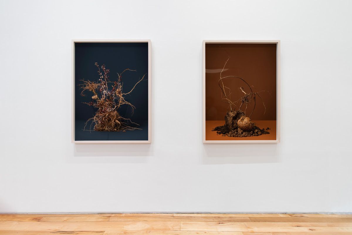 Ann Shelton, I Am an Old Phenomenon at Denny Dimin, photo 2