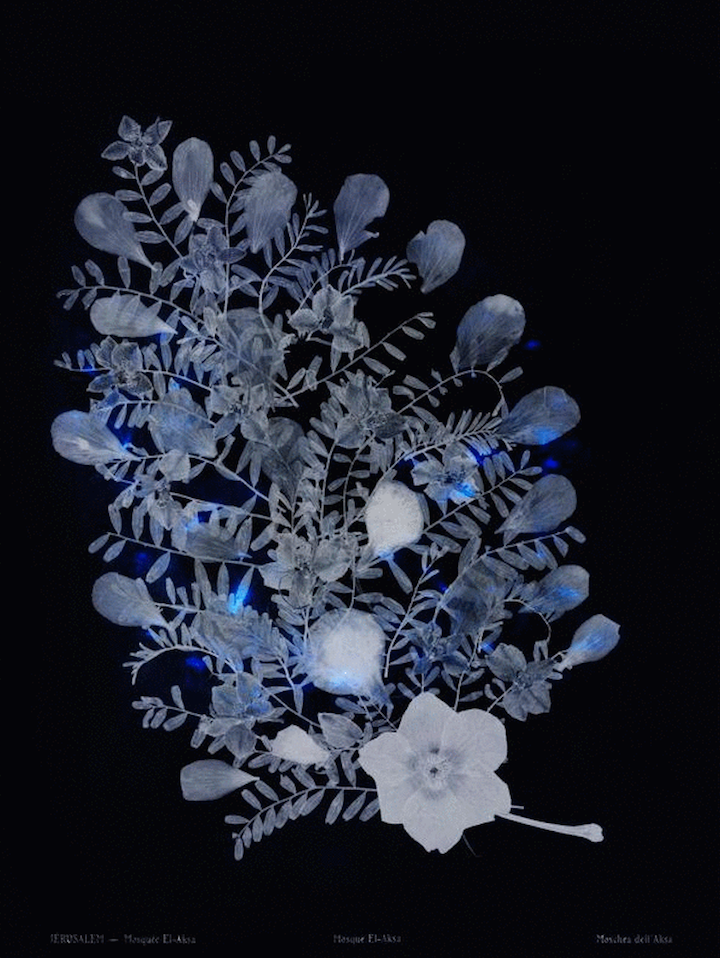 Dor Guez, Lilies of the Field at Carlier Gebauer, photo 2