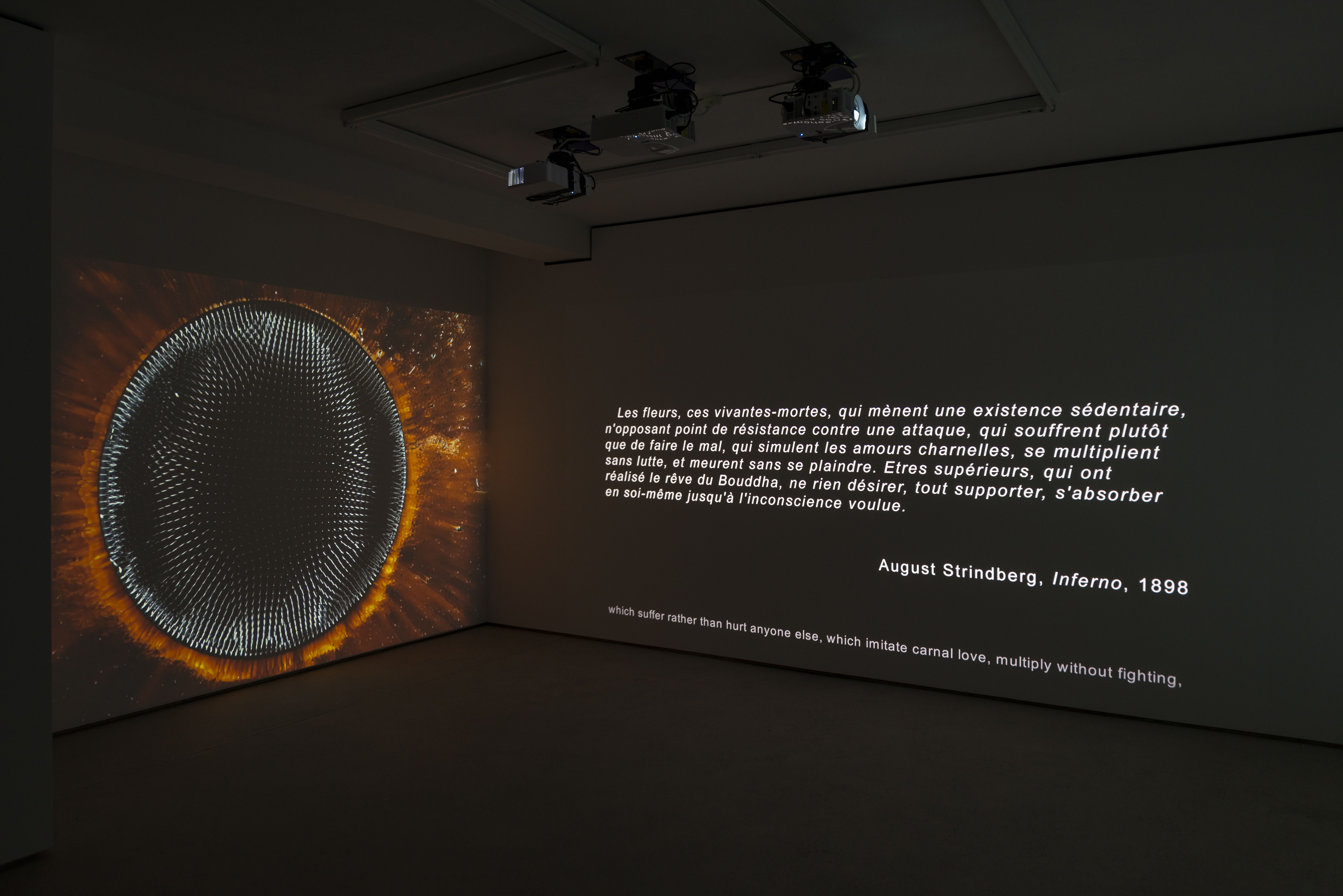 Hicham Berrada, Les Fleurs at WNTRP, photo 2