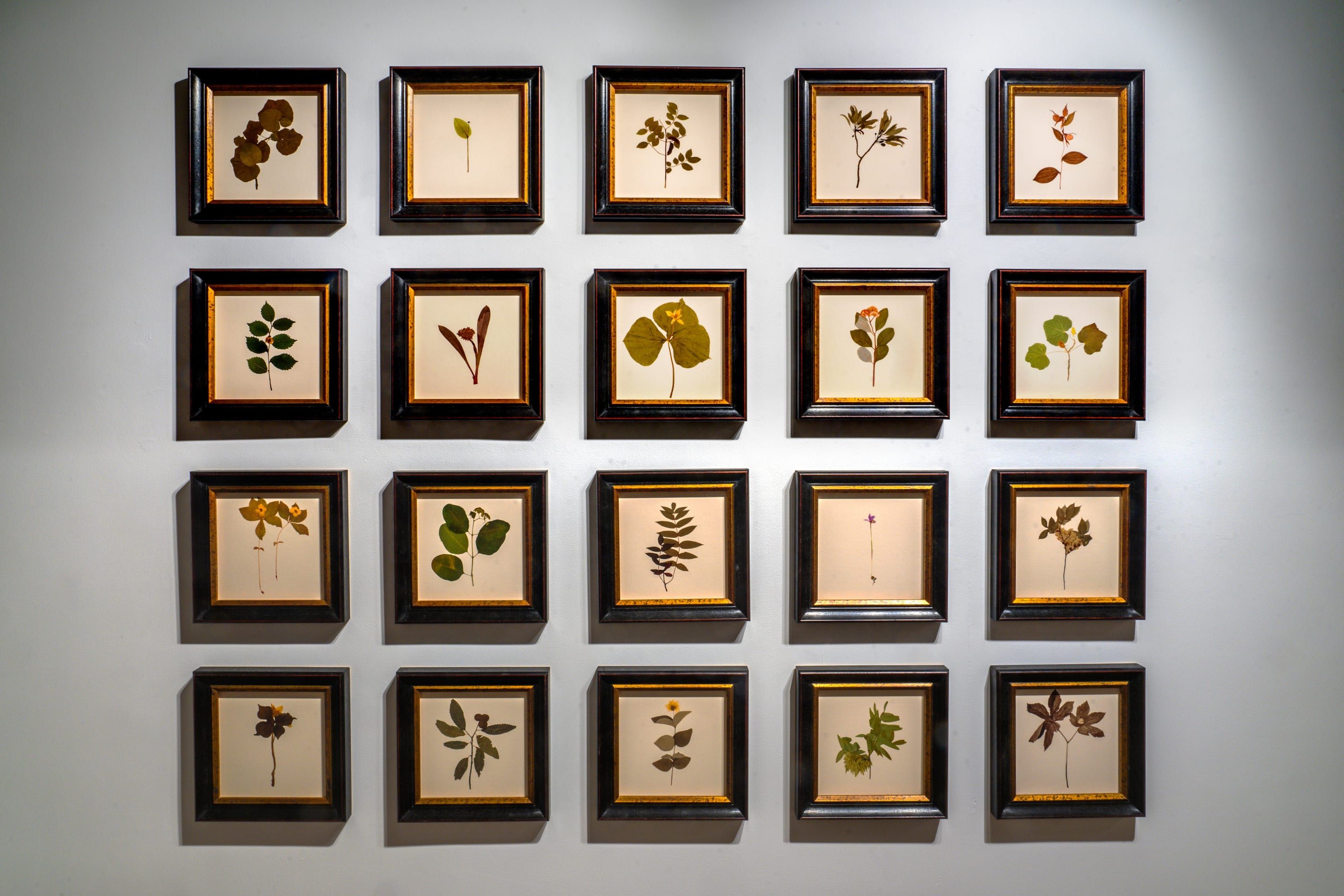 Debora Hirsch, Herbaria at Hutchinson Modern & Contemporary, photo 8