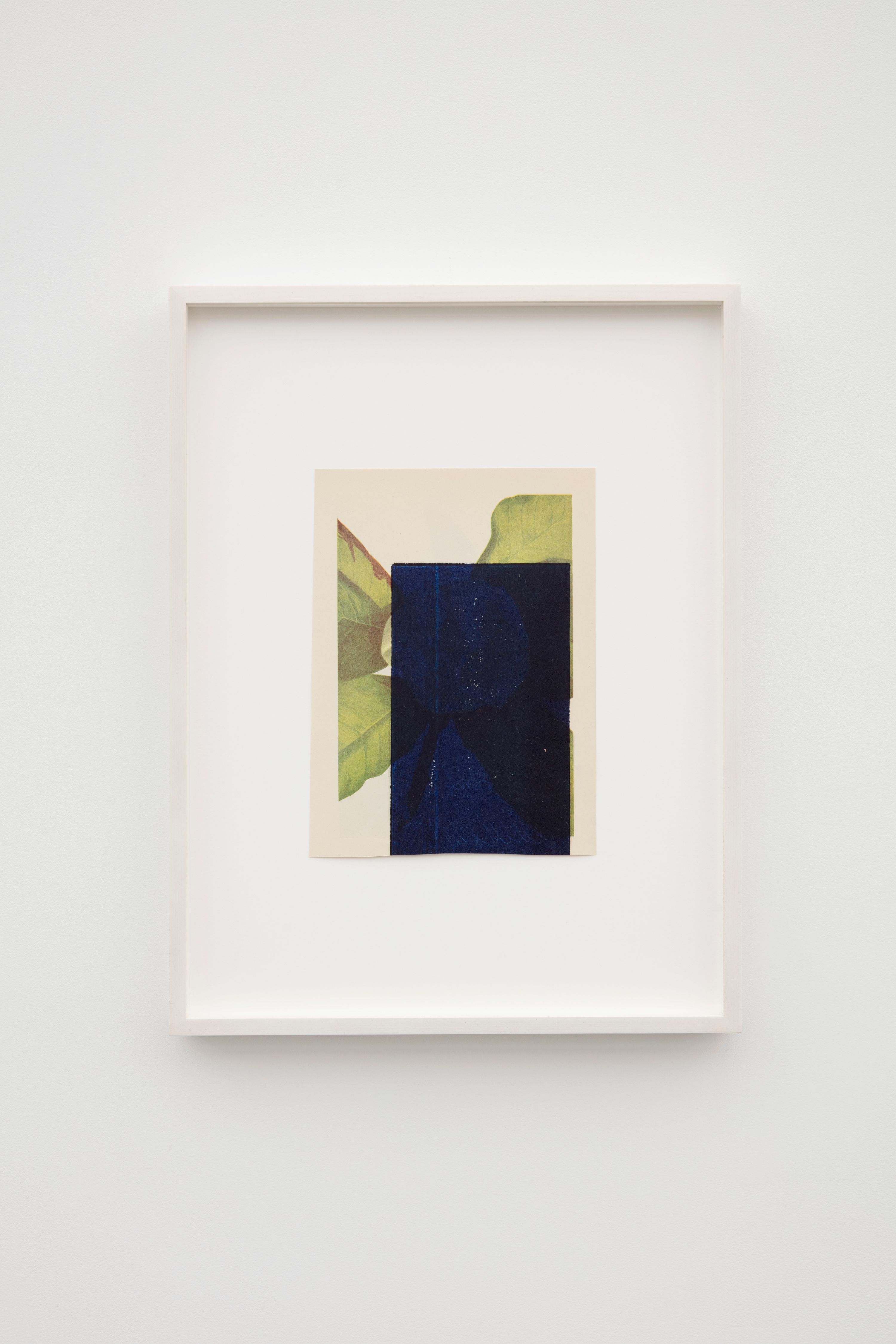 Leslie Hewitt, Anatomy of a Flower and Other Studio Experiments at Perrotin, photo 5