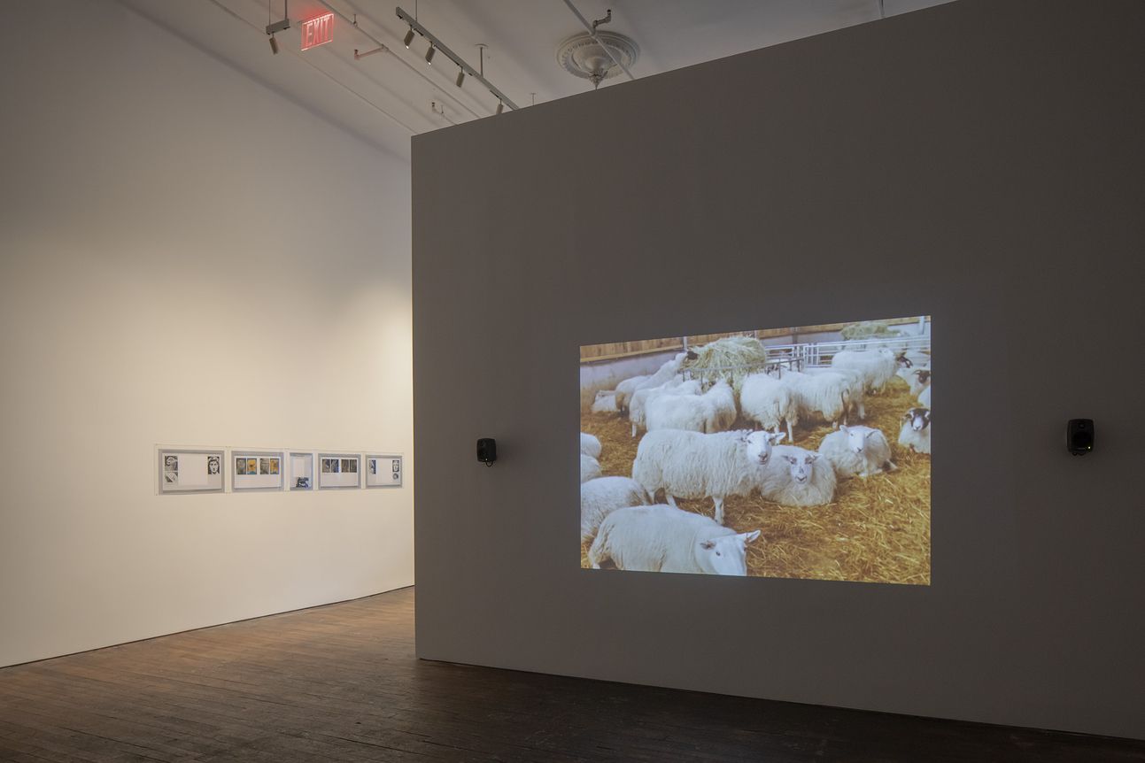 Rosalind Nashashibi & Lucy Skaer, image 7 of 10