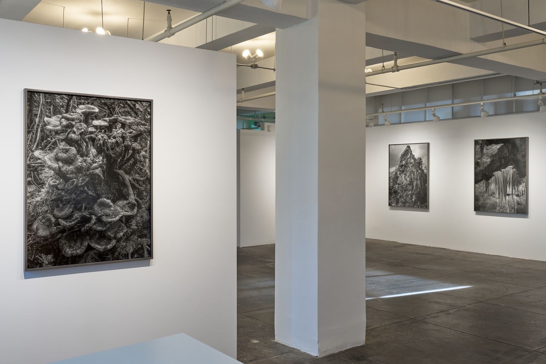 Ron Jude, Low Tide at Gallery Luisotti, photo 7