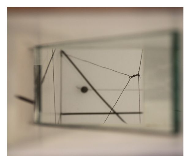 Teresa Henriques, Prospective at Rooster Gallery, photo 4