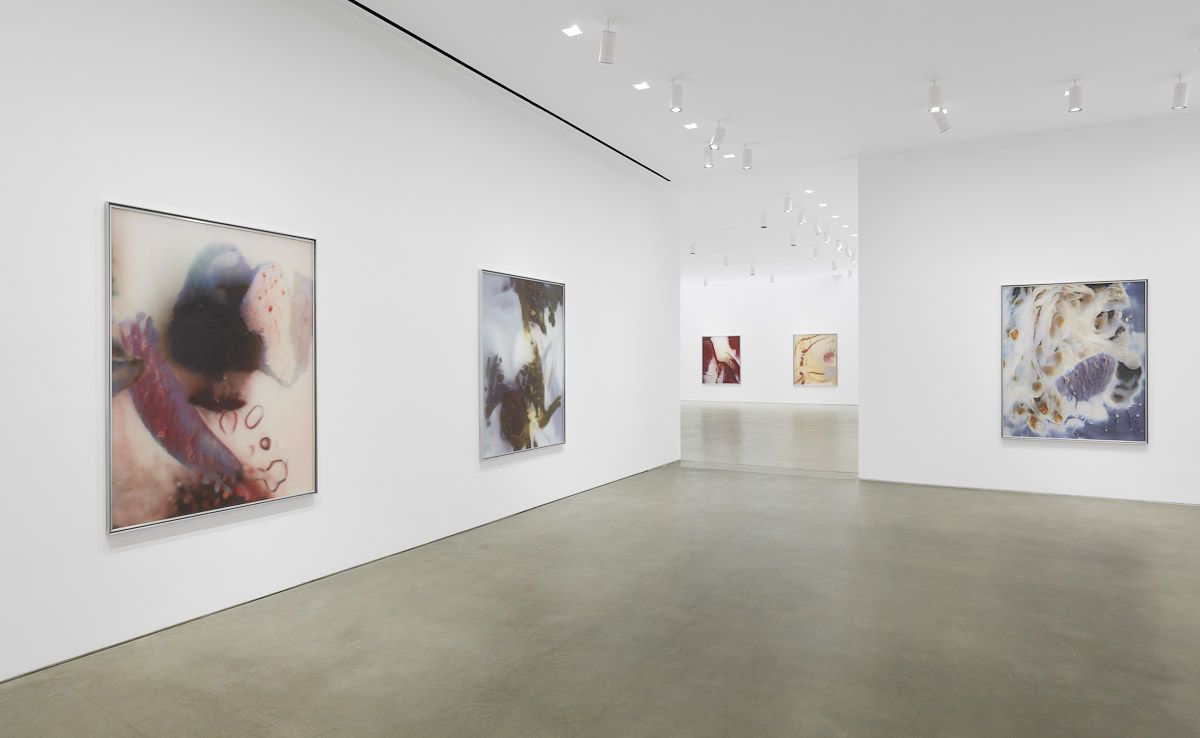 Anicka Yi, ÄLñ§ñ at Gladstone, photo 8