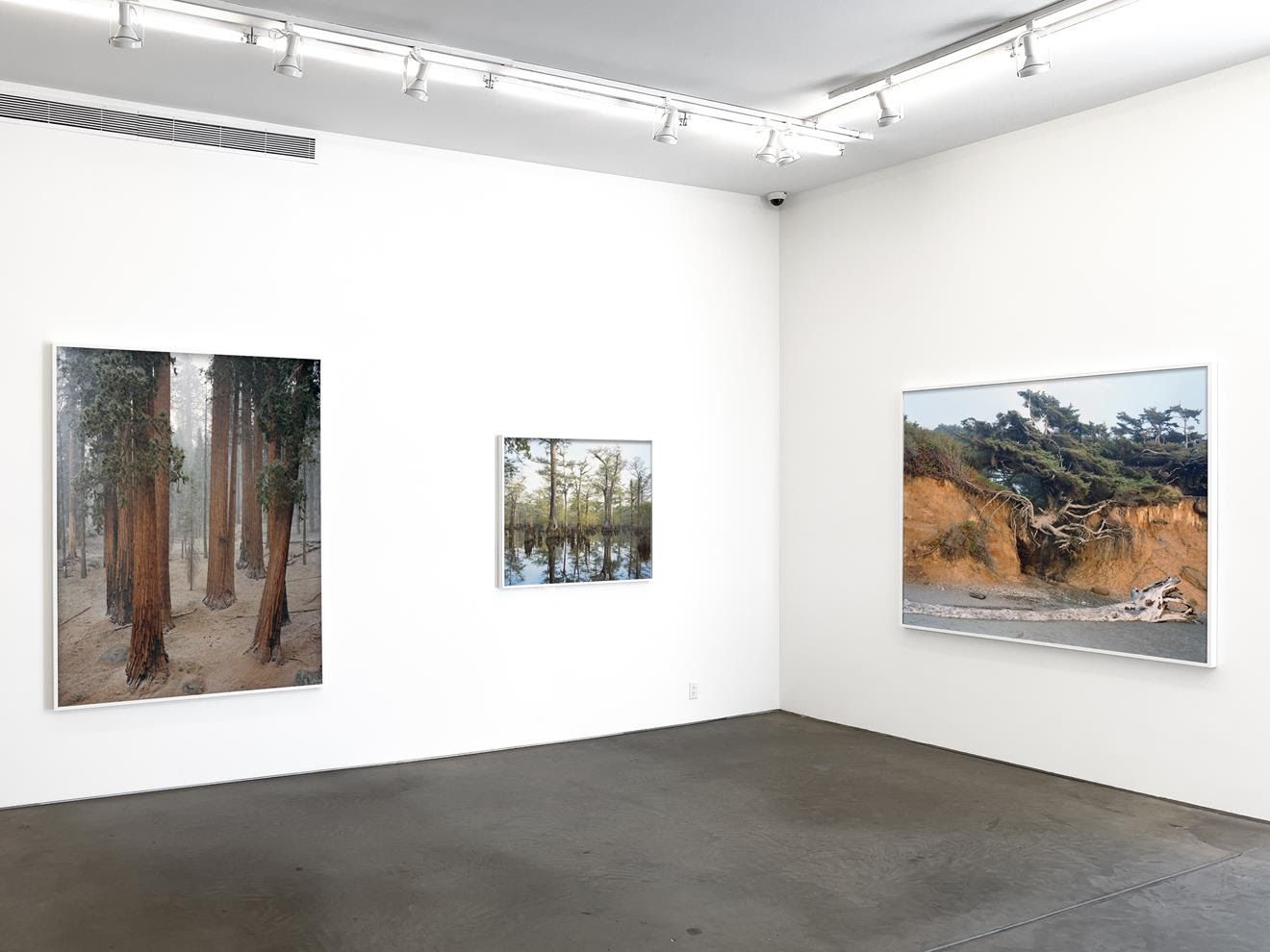 Mitch Epstein, Old Growth at Yancey Richardson, photo 2