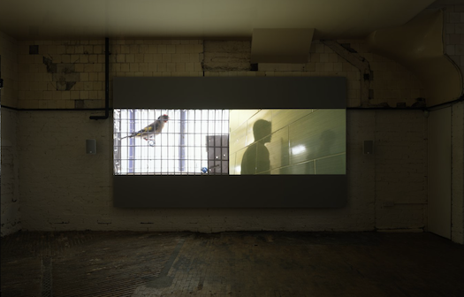Menelaos Karamaghiolis, A Bird in Search of a Cage at Rodeo, photo 3
