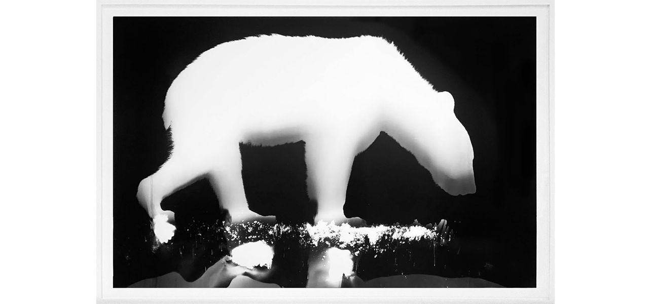 Zana Briski, Animalograms at Edwynn Houk, photo 2